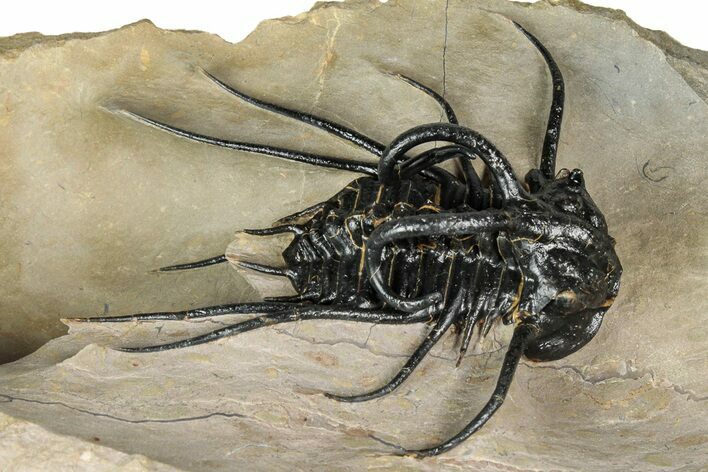 Crazy, Spiny Dicranurus Trilobite - Atchana, Morocco #344462